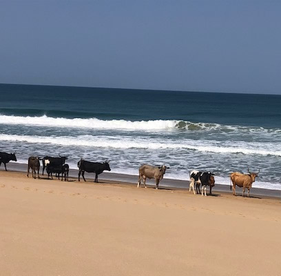 Nhabanga Paradise Cows on Beach